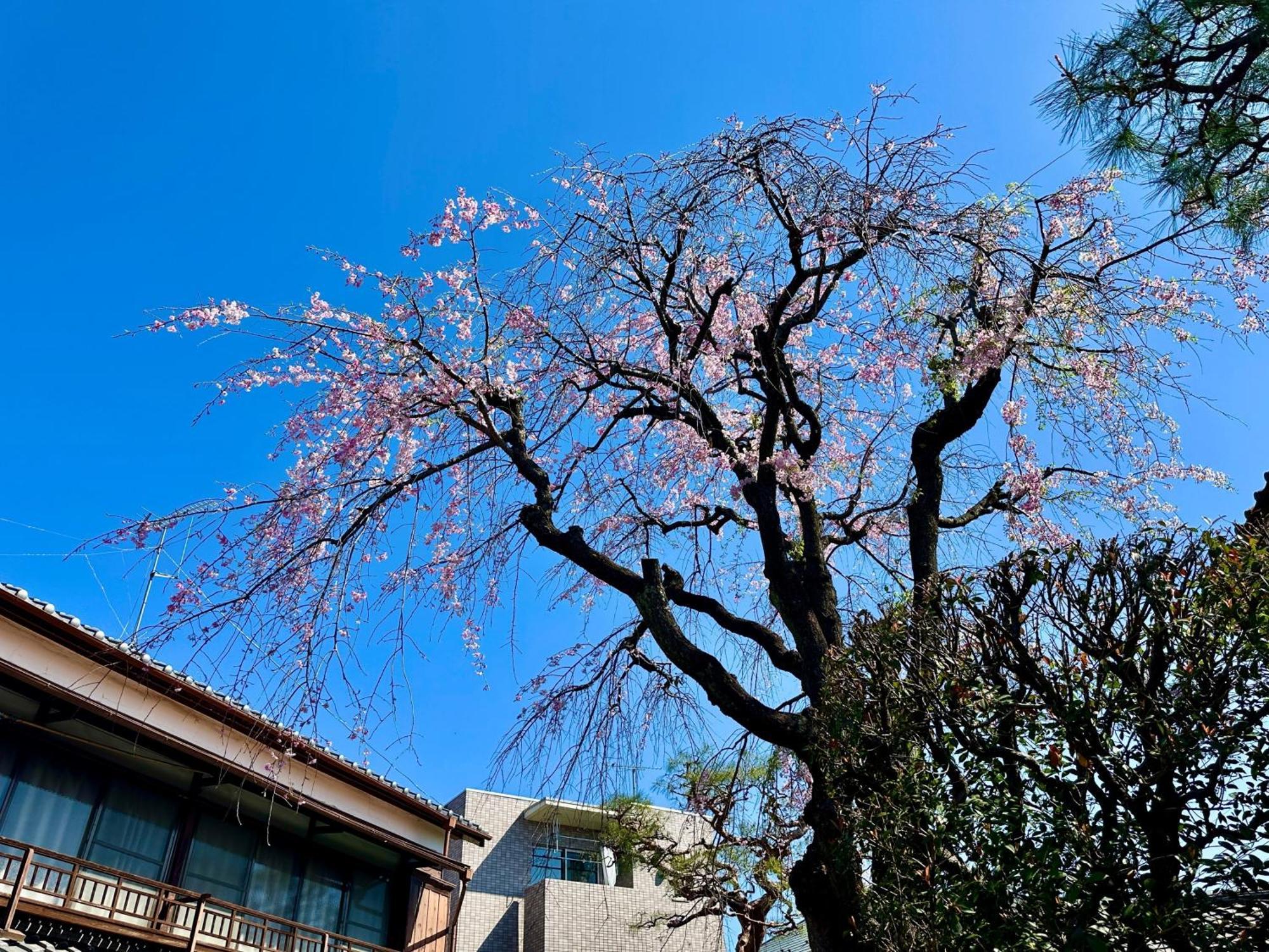 Family Or Business Travel 20 Percent Off丨200 Sqm 丨 14 Min To Shinjuku 丨century-Old Japanese Garden 丨3 Parking Spaces丨4 Bedrooms Tokio Exterior foto